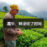 庭午，蝉没收了时间